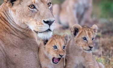 4-Day Tarangire, Serengeti & Ngorongoro Mid-range Safari
