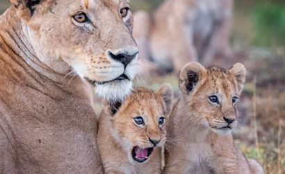 4-Day Tarangire, Serengeti & Ngorongoro Mid-range Safari