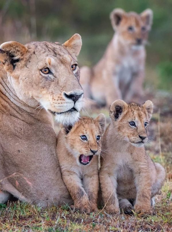 4-Day Tarangire, Serengeti & Ngorongoro Mid-range Safari