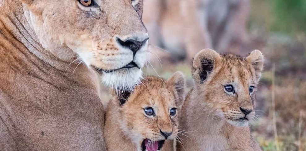 4-Day Tarangire, Serengeti & Ngorongoro Mid-range Safari