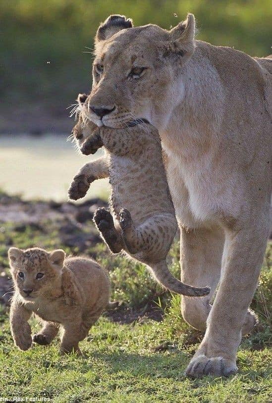 5-Day Luxury Tarangire, Serengeti & Ngorongoro Safari