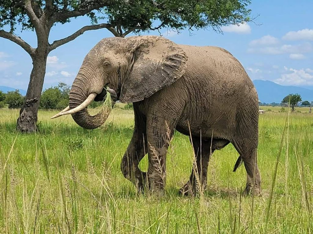 Luxury 2-Day Tarangire & Ngorongoro Safari.