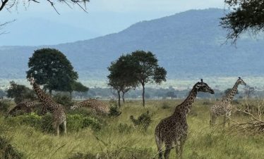 2026年4天桑给巴尔和米库米浪漫情侣野生动物园之旅