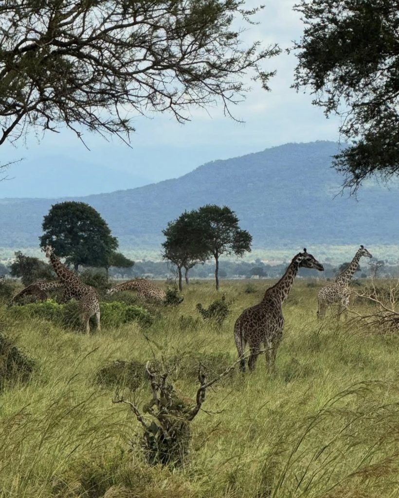 4 Days Zanzibar & Mikumi Romantic for Couples Safari in 2026