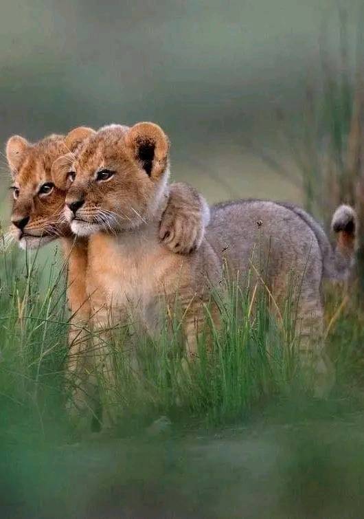 4 Days Zanzibar & Mikumi Romantic for Couples Safari in 2026