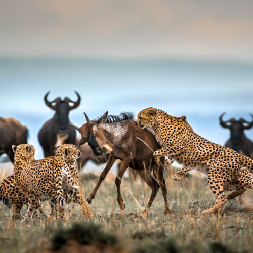 Ultimate 5-Day Luxury Safari: Tarangire, Serengeti & Ngorongoro Crater