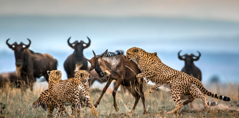 Ultimate 5-Day Luxury Safari: Tarangire, Serengeti & Ngorongoro Crater