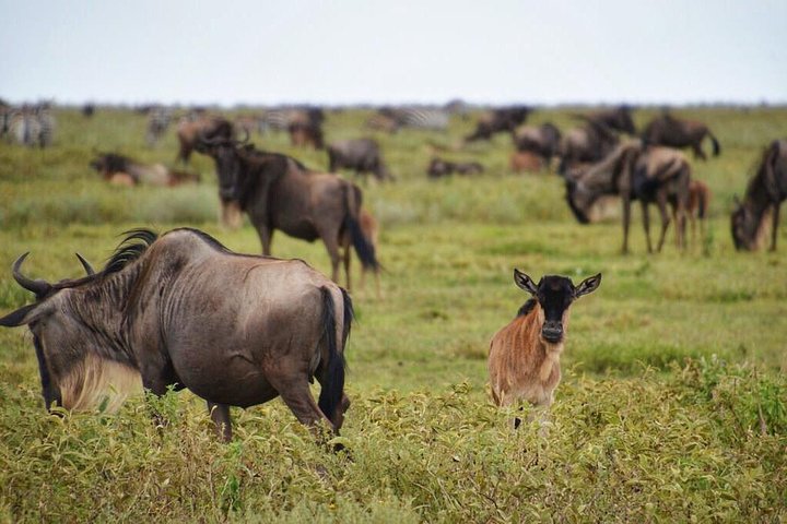 Serengeti Wildebeest Migration in Ndutu, Calving-Season-In-Serengeti