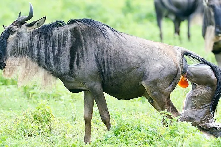 Serengeti Wildebeest Migration in Ndutu, Calving-Season-In-Serengeti