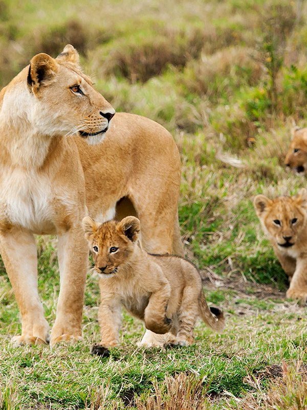 Safari de lujo de 2 días por Tarangire y Ngorongoro.