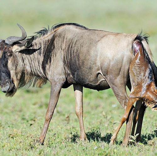 Serengeti Wildebeest Migration in Ndutu, Calving-Season-In-Serengeti