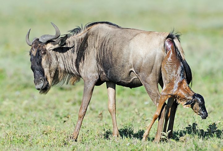 Serengeti Wildebeest Migration in Ndutu, Calving-Season-In-Serengeti