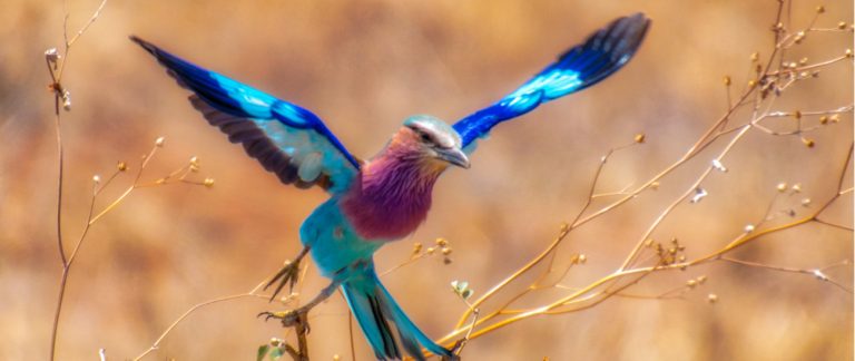 Roller with Climb Kilimanjaro and Tanzania Safaris