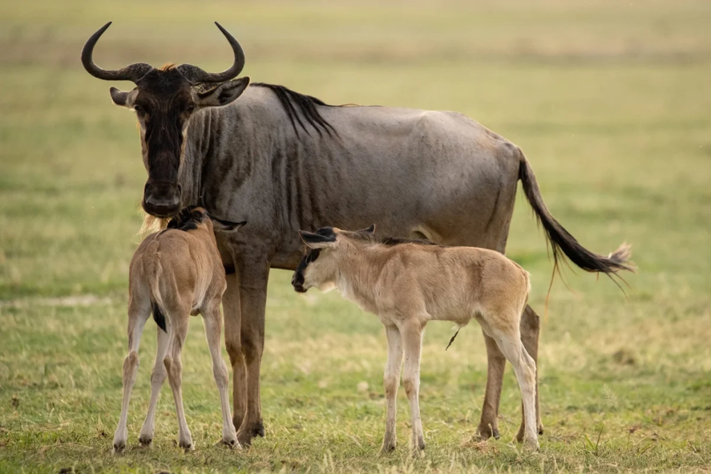 Serengeti Wildebeest Migration in Ndutu, Calving-Season-In-Serengeti