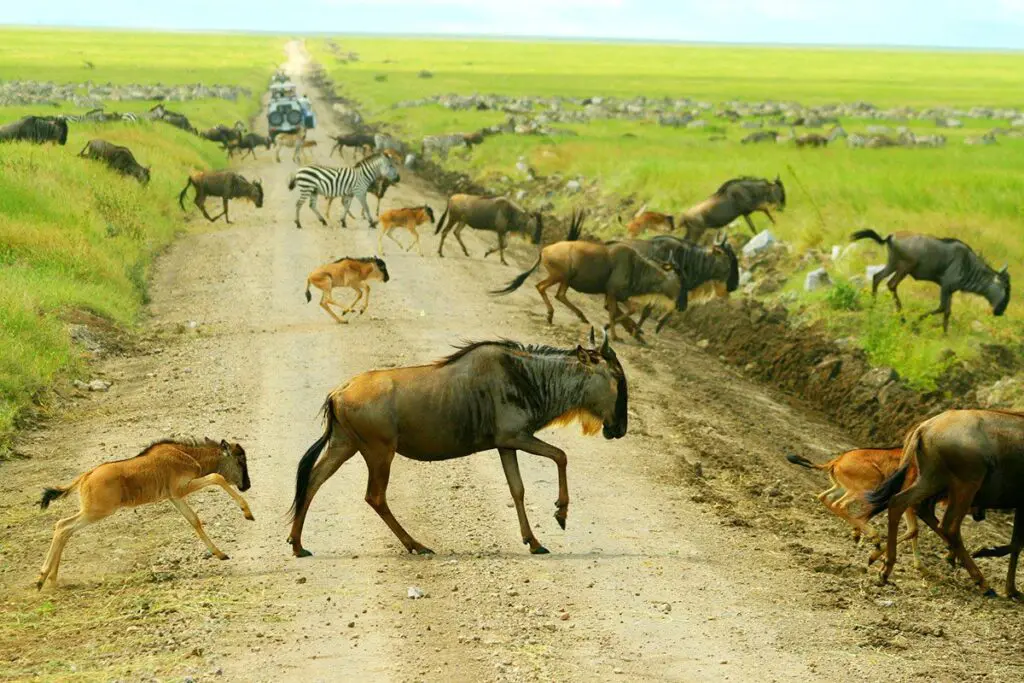 Serengeti Wildebeest Migration in Ndutu, Calving-Season-In-Serengeti