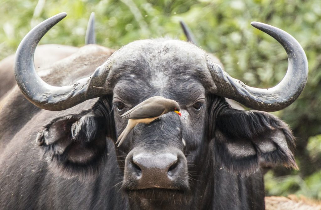 Luxury 2-Day Tarangire & Ngorongoro Safari.