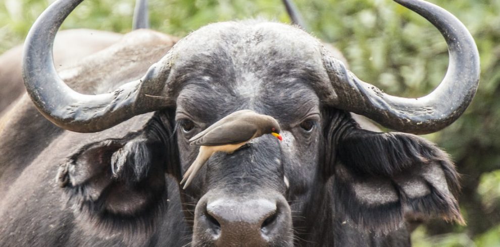 Luxury 2-Day Tarangire & Ngorongoro Safari.
