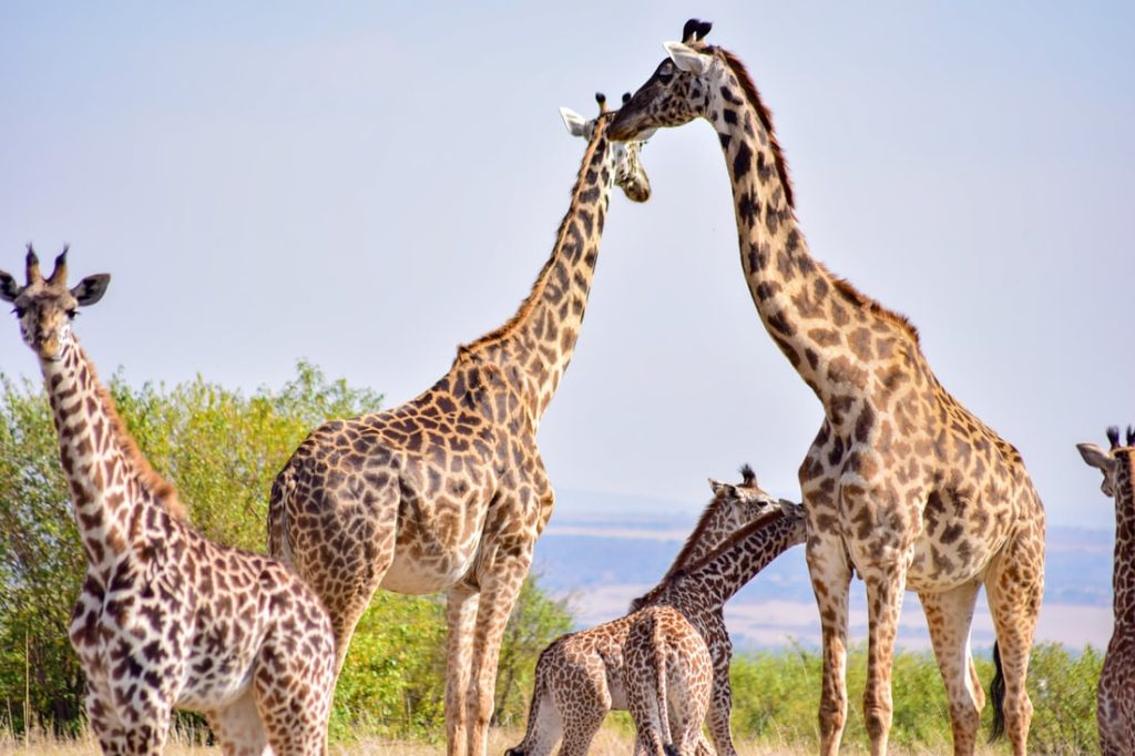 Luxury 2-Day Tarangire & Ngorongoro Safari.