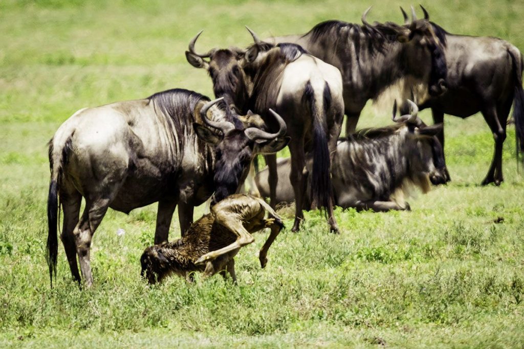 Serengeti Wildebeest Migration in Ndutu, Calving-Season-In-Serengeti