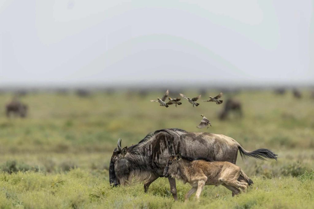 Serengeti Wildebeest Migration in Ndutu, Calving-Season-In-Serengeti