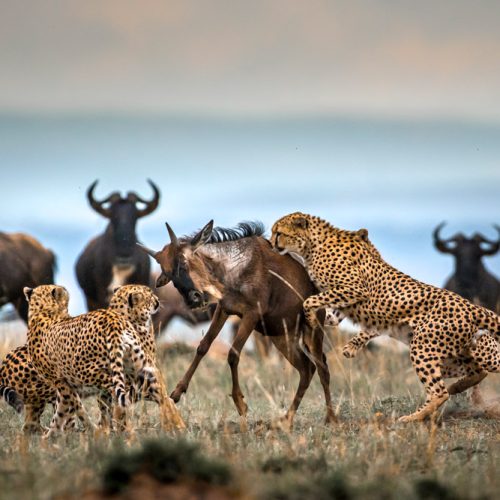 Cheetahs chase a dark brown wildebeest across an open savannah, with a herd in the background.