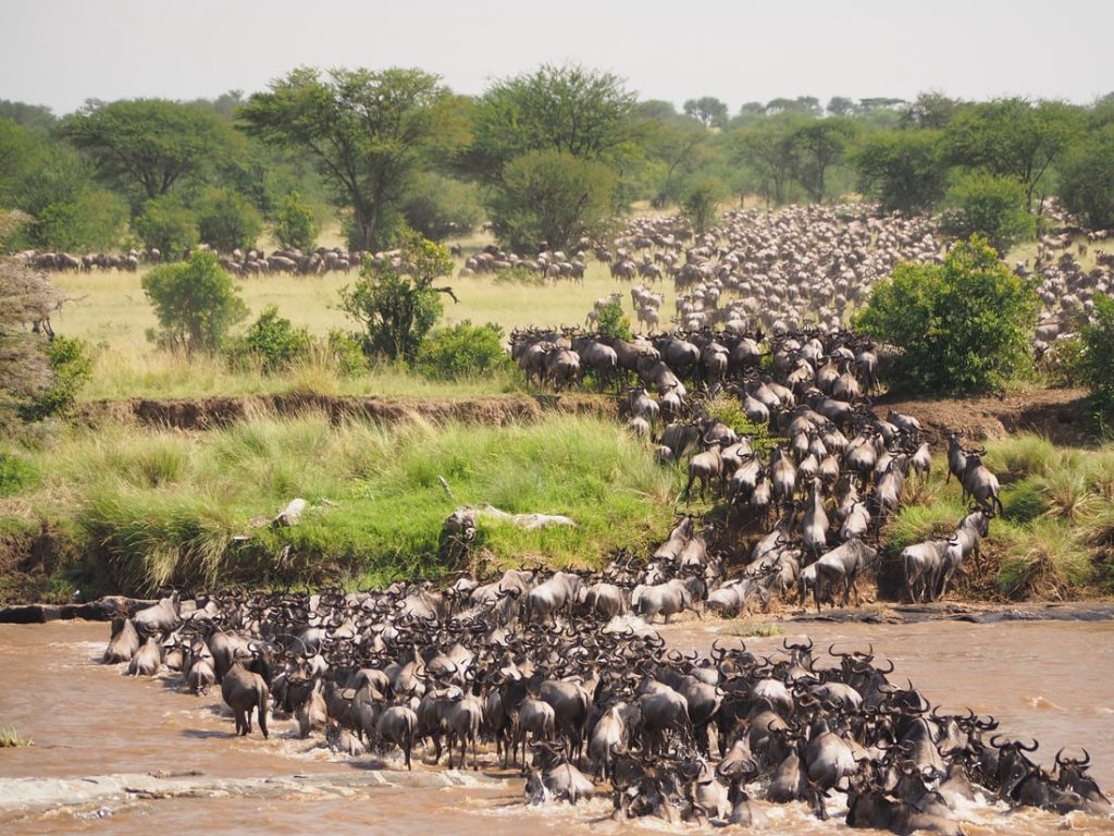 Great Migration in Tanzania