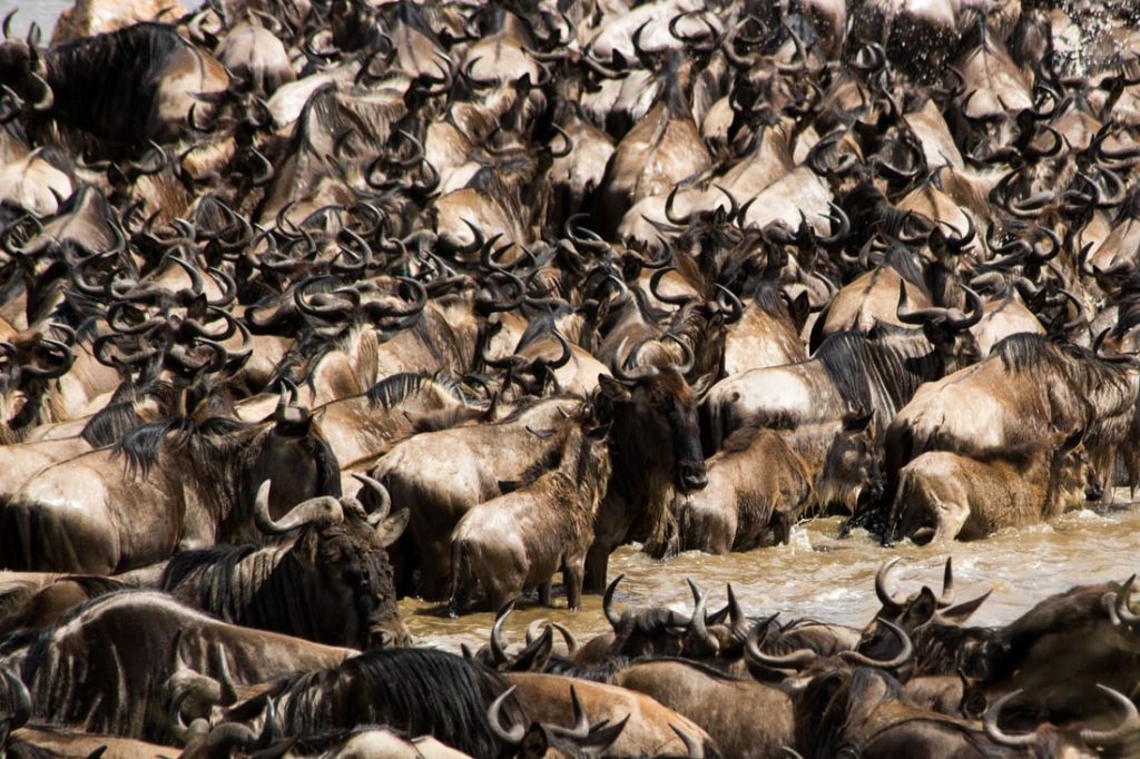 Great Migration in Tanzania