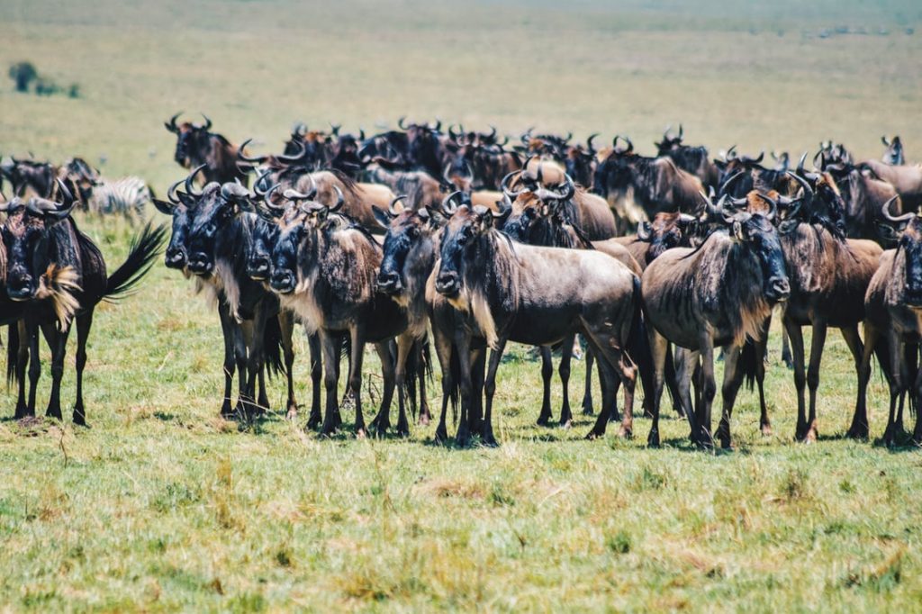Great Migration in Tanzania