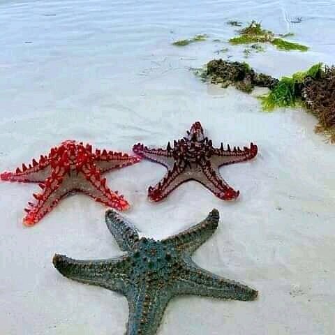 Three starfish on pale sand near shallow turquoise water: red, dark purple, and blue-green with bumpy textures and small barnacles nearby seaweed.