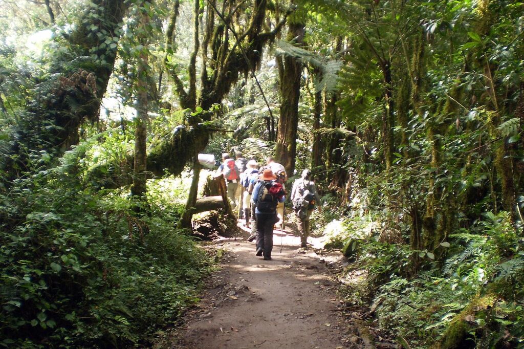 Mount Kilimanjaro Day Hike: The Marangu Route Trek