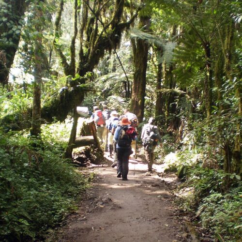 Mount Kilimanjaro Day Hike: The Marangu Route Trek