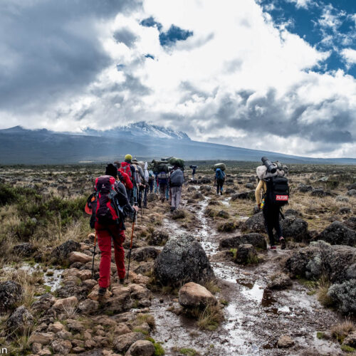 Mount Kilimanjaro Day Hike Shira Plateau with Climb Kilimanjaro and Safaris
