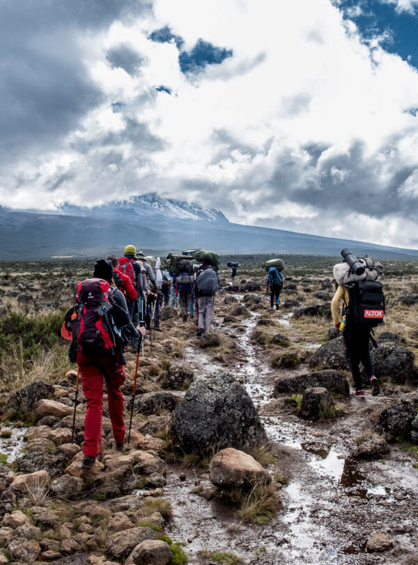 Mount Kilimanjaro Day Hike Shira Plateau with Climb Kilimanjaro and Tanzania Safari
