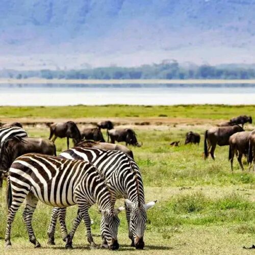 3-Day Tanzania Budget Group Joining Safari wit Climb Kilimanjaro and Safariss