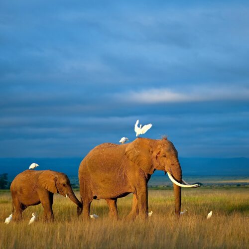 3-Day Tanzania Budget Group Joining Safari wit Climb Kilimanjaro and Safariss