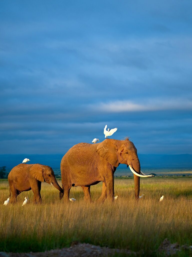 3-Day Tanzania Budget Group Joining Safari wit Climb Kilimanjaro and Safariss