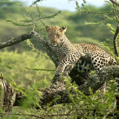 3-Day Tanzania Budget Group Joining Safari wit Climb Kilimanjaro and Safariss