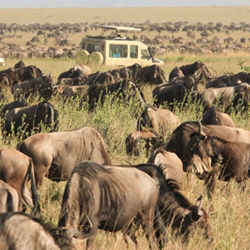 Ultimate 3-Day Serengeti and Ngorongoro Camping Safari