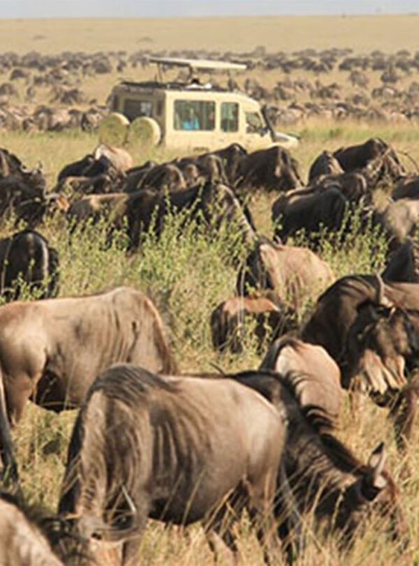 Ultimate 3-Day Serengeti and Ngorongoro Camping Safari