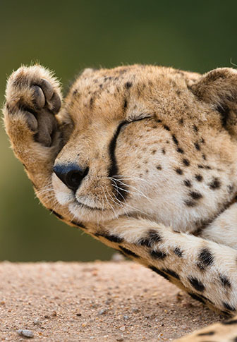 3-Day Tanzania Budget Group Joining Safari wit Climb Kilimanjaro and Tanzania Safaris