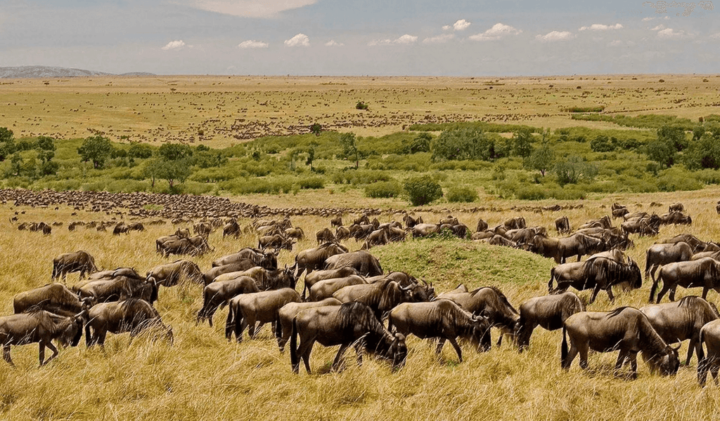 3-day-Mombasa-Masai-Mara-air-package-1 1 | Climb Kilimanjaro and Tanzania Safari Herd of wildebeest grazing on a sunlit savannah with scattered trees in the distance. | Climb Kilimanjaro and Tanzania Safari