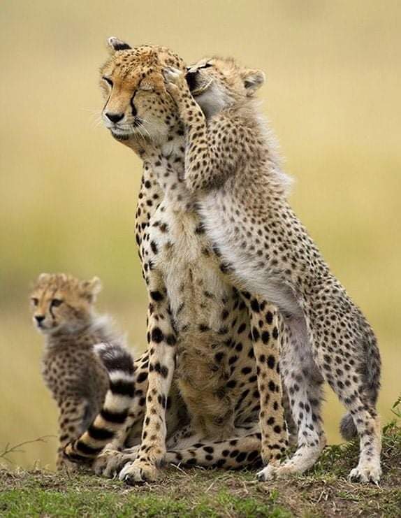 Tanzania Safari Packages & Holidays with Climb Kilimanjaro and Safaris Africa | Climb Kilimanjaro and Tanzania Safari | Climb Kilimanjaro and Tanzania Safari Tanzania Safari Packages & Holidays with Climb Kilimanjaro and Safaris Africa | Climb Kilimanjaro and Tanzania Safari | Climb Kilimanjaro and Tanzania Safari