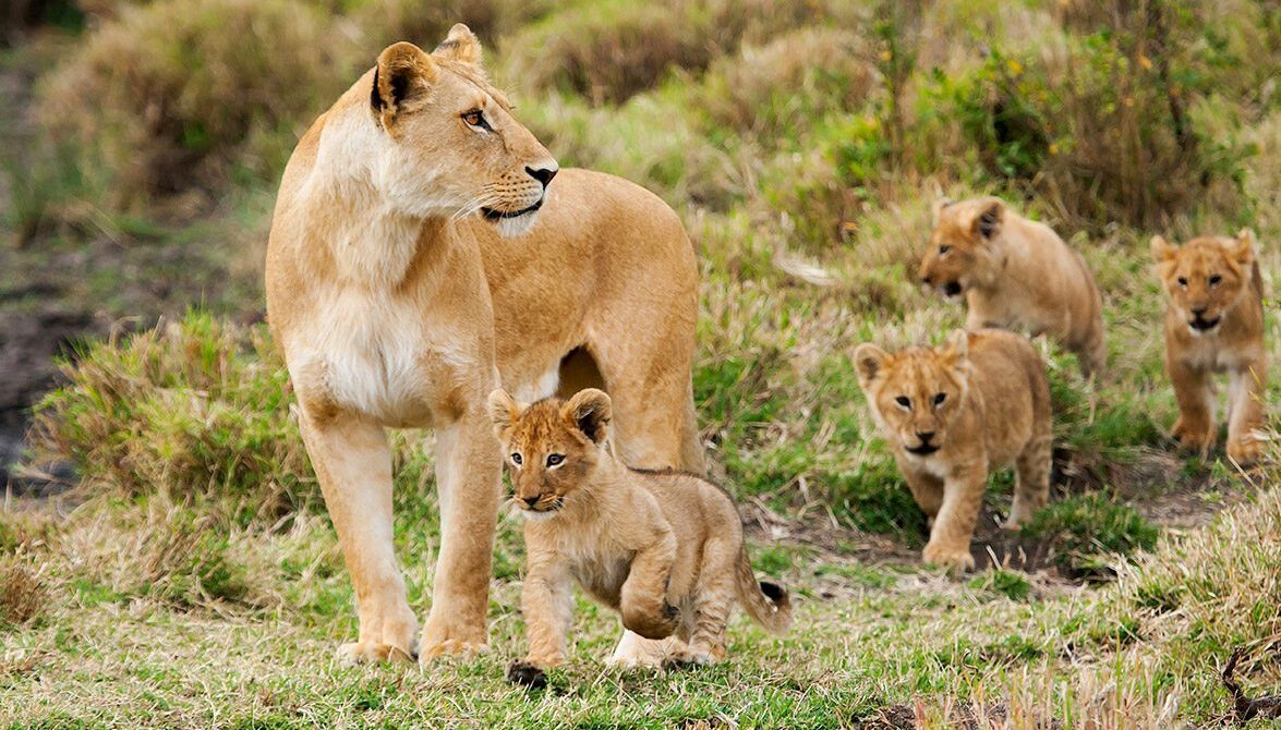 #Tanzania Ngorongoro Safari: Costs, Wildlife & Where to Stay Ultimate Ngorongoro Safari Guide: Costs, Wildlife, Stays