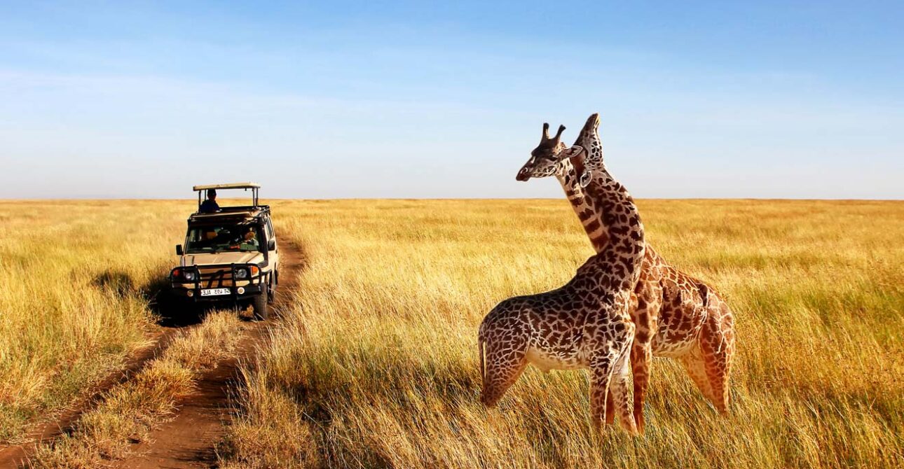 #Serengeti National Park Giraffe: Masai Facts & Sightings Masai Giraffe in Serengeti: Essential Facts and Sightings