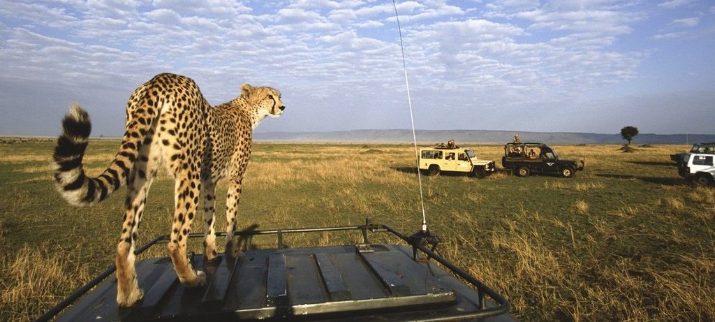 Safari in Tanzania and Kenya | Climb Kilimanjaro and Tanzania Safari Cheetah stands on the roof rack of a safari jeep in Safari in Tanzania and Kenya | Climb Kilimanjaro and Tanzania Safari