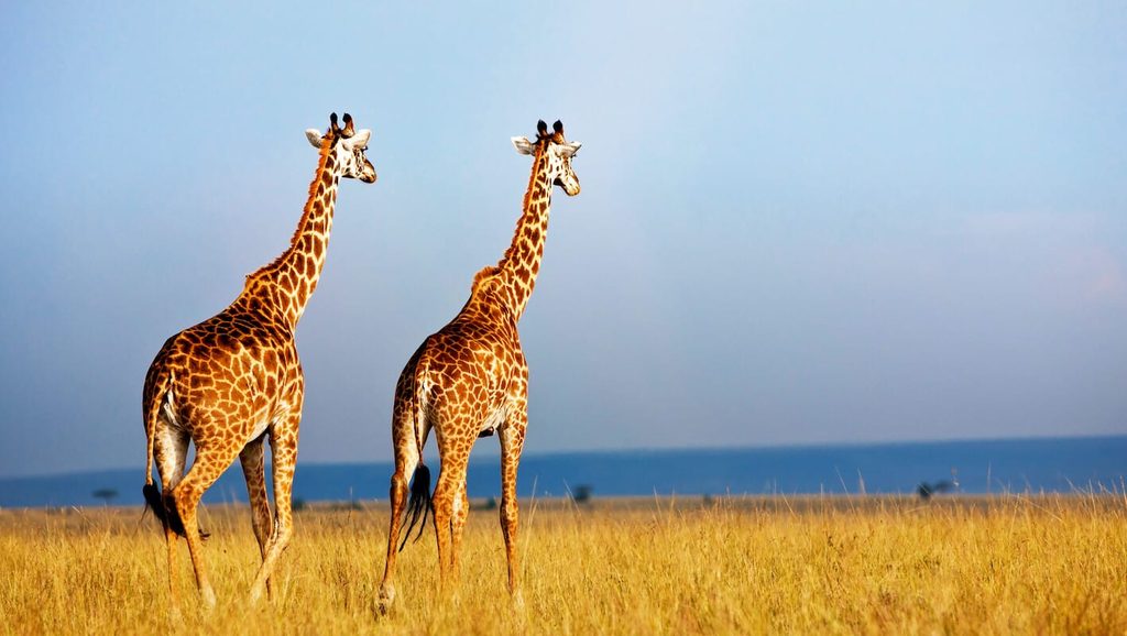 serengeti giraffe | Climb Kilimanjaro and Tanzania Safari Two giraffes walk across a golden grass savannah under a clear blue sky, heads held high. | Climb Kilimanjaro and Tanzania Safari