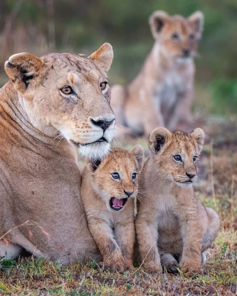 Climb Kilimanjaro and Tanzania Safaris - Generations of the Lion Pride